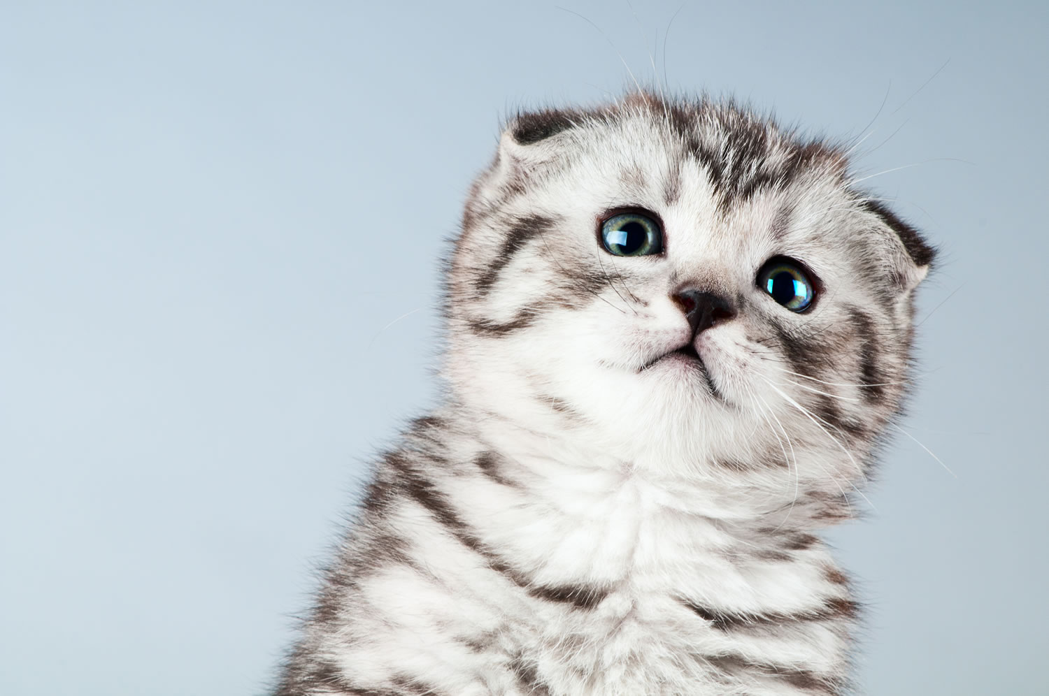 Anak Kucing Scottish Fold - HD Wallpaper 