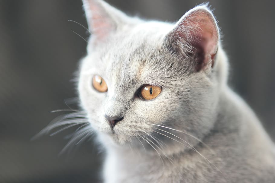 Cat, Britsh Shorthair, Mix Scottish Fold, Amber Colored - Cat - HD Wallpaper 