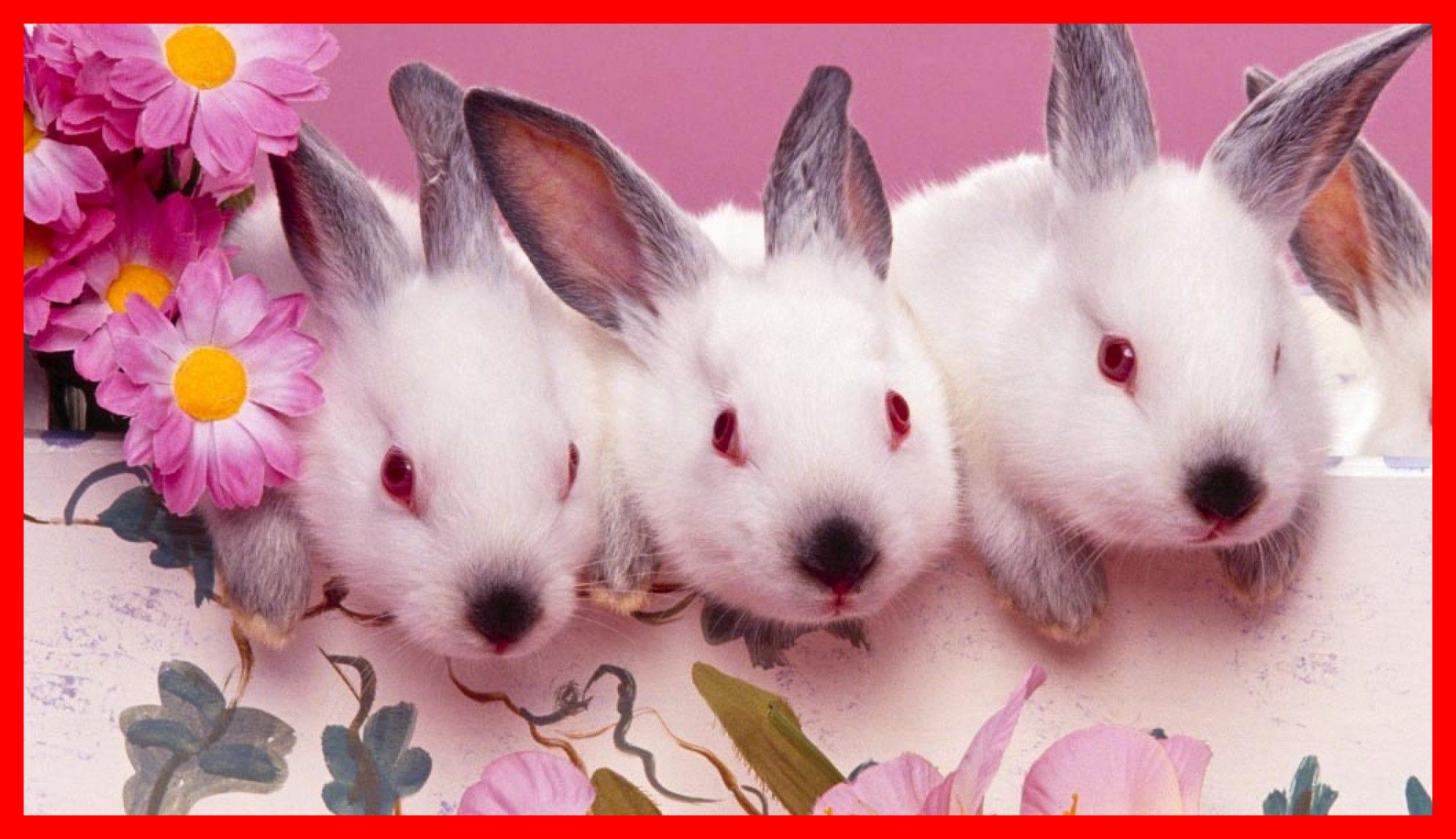 1984x1144, Rabbit Images Cute Rabbit Images In Hd Shocking - Happy Easter 3 Bunnies - HD Wallpaper 