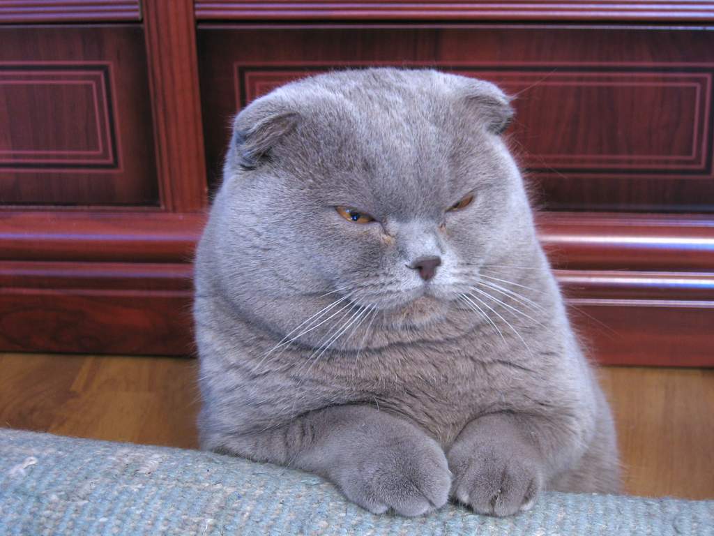 Majestic Scottish Fold Wallpaper - Chubby Angry Cat - HD Wallpaper 