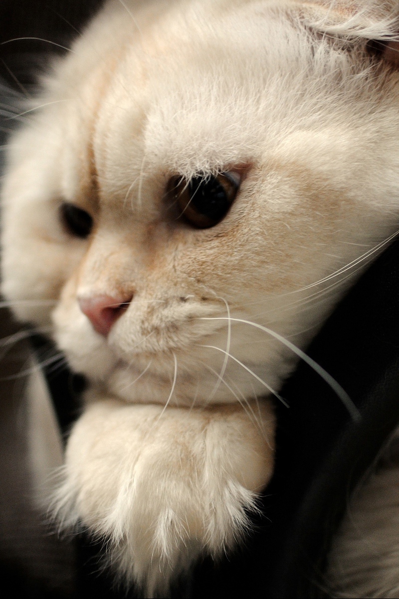 Wallpaper Scottish Fold, Cat, Face, Fat - Scottish Fold Cat Fat - HD Wallpaper 