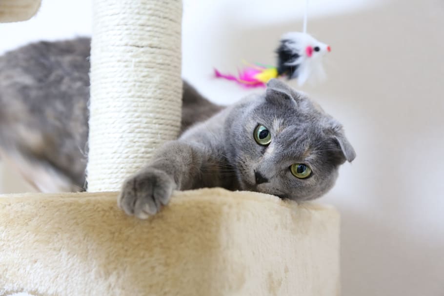 Cat, Scottish Fold, Cat Tower, Kitten, Domestic Cat, - Grey Scottish Fold Calico - HD Wallpaper 