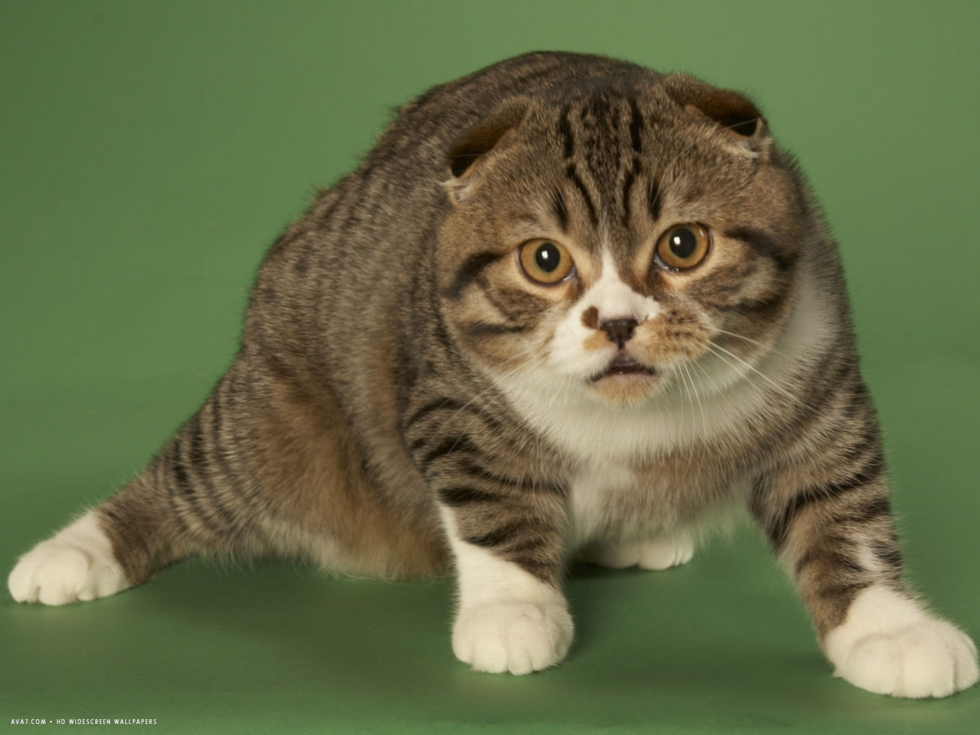Scottish Fold Desktop Wallpaper - Arabian Mau - HD Wallpaper 