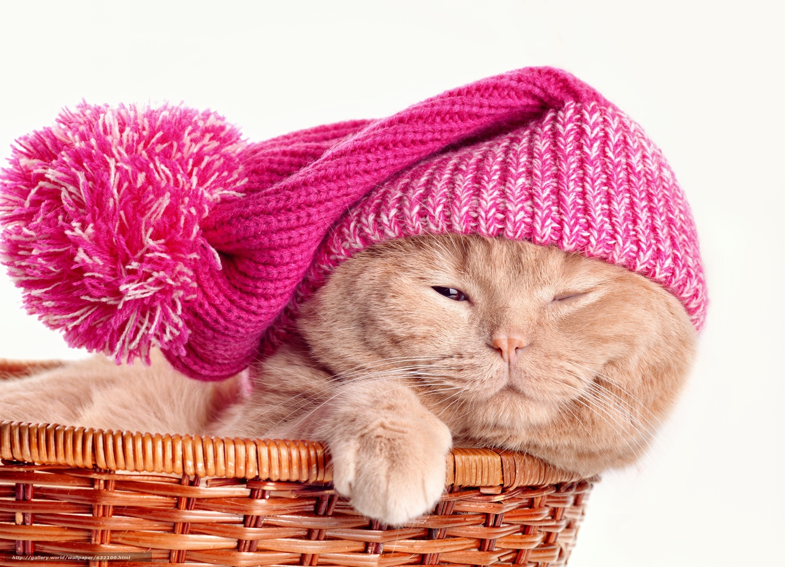 Download Wallpaper Scottish Fold, Scottish Fold, Cote, - Cat With Knitted Hat - HD Wallpaper 