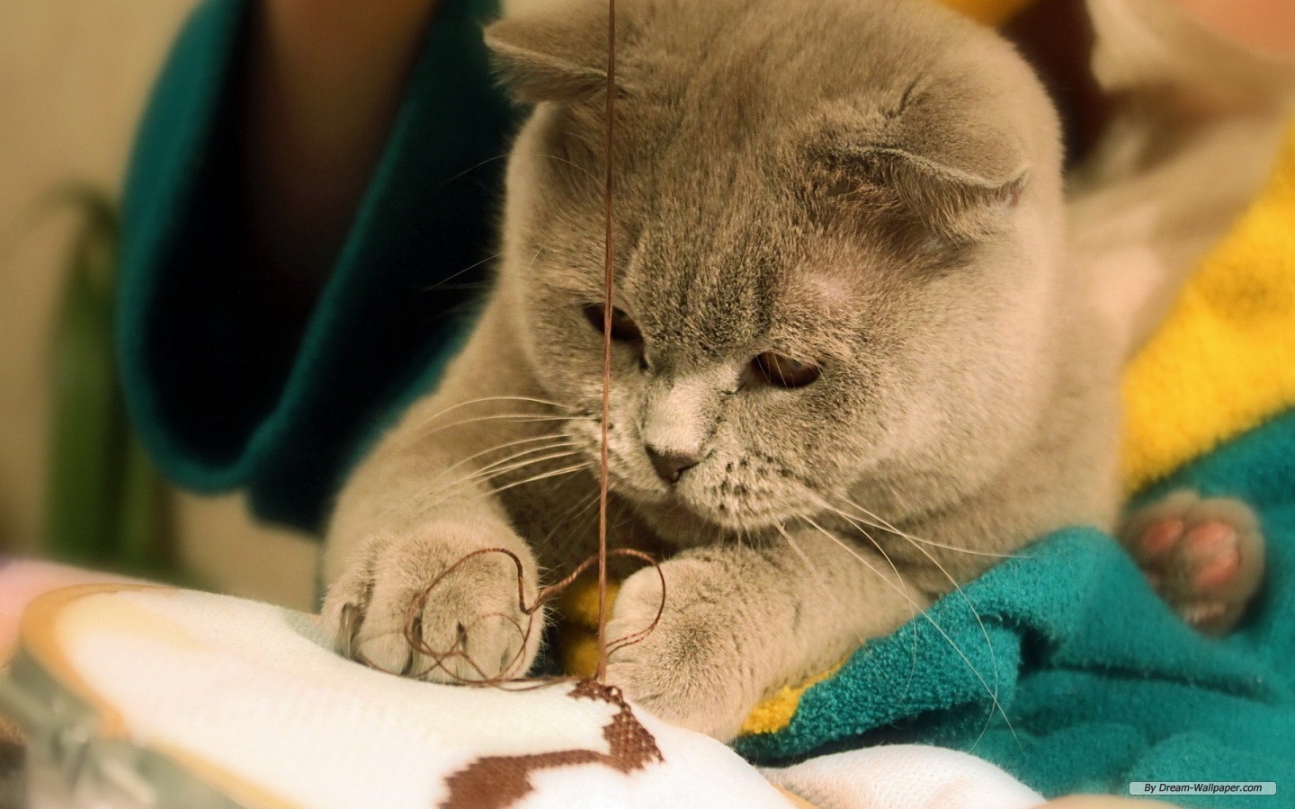Free Animal Wallpaper - Cat Sewing - HD Wallpaper 