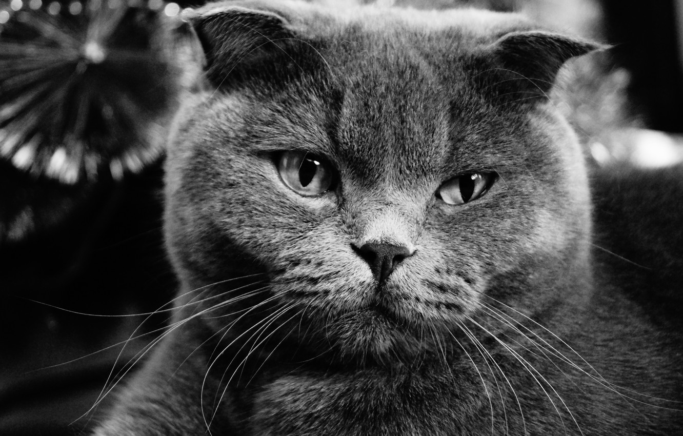 Photo Wallpaper Cat, Cat, Grey, Fold, Scottish Fold - Обои Серый Вислоухий Котенок - HD Wallpaper 