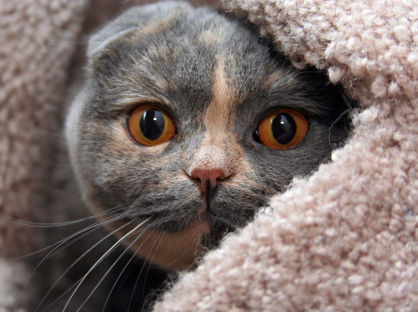 Tortoiseshell Scottish Fold - HD Wallpaper 