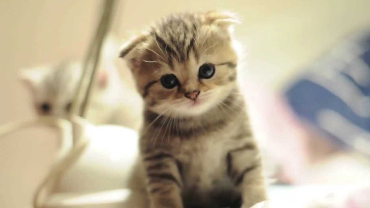 Scottish Fold Cat - Worlds Cutest Cat - HD Wallpaper 