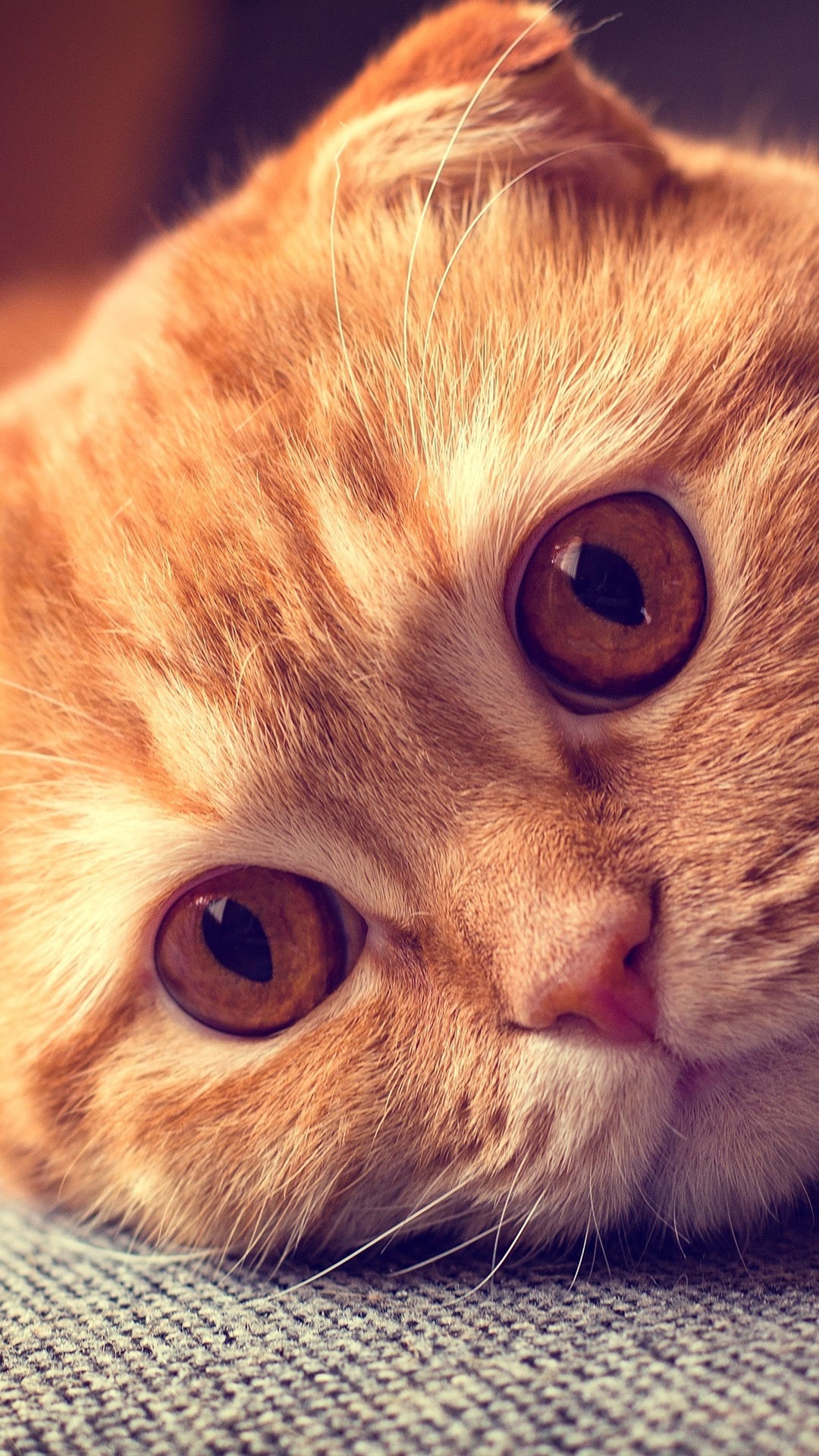 Iphone Wallpaper Scottish Fold Cat, Portrait, Want - Обои На Телефон Коты - HD Wallpaper 