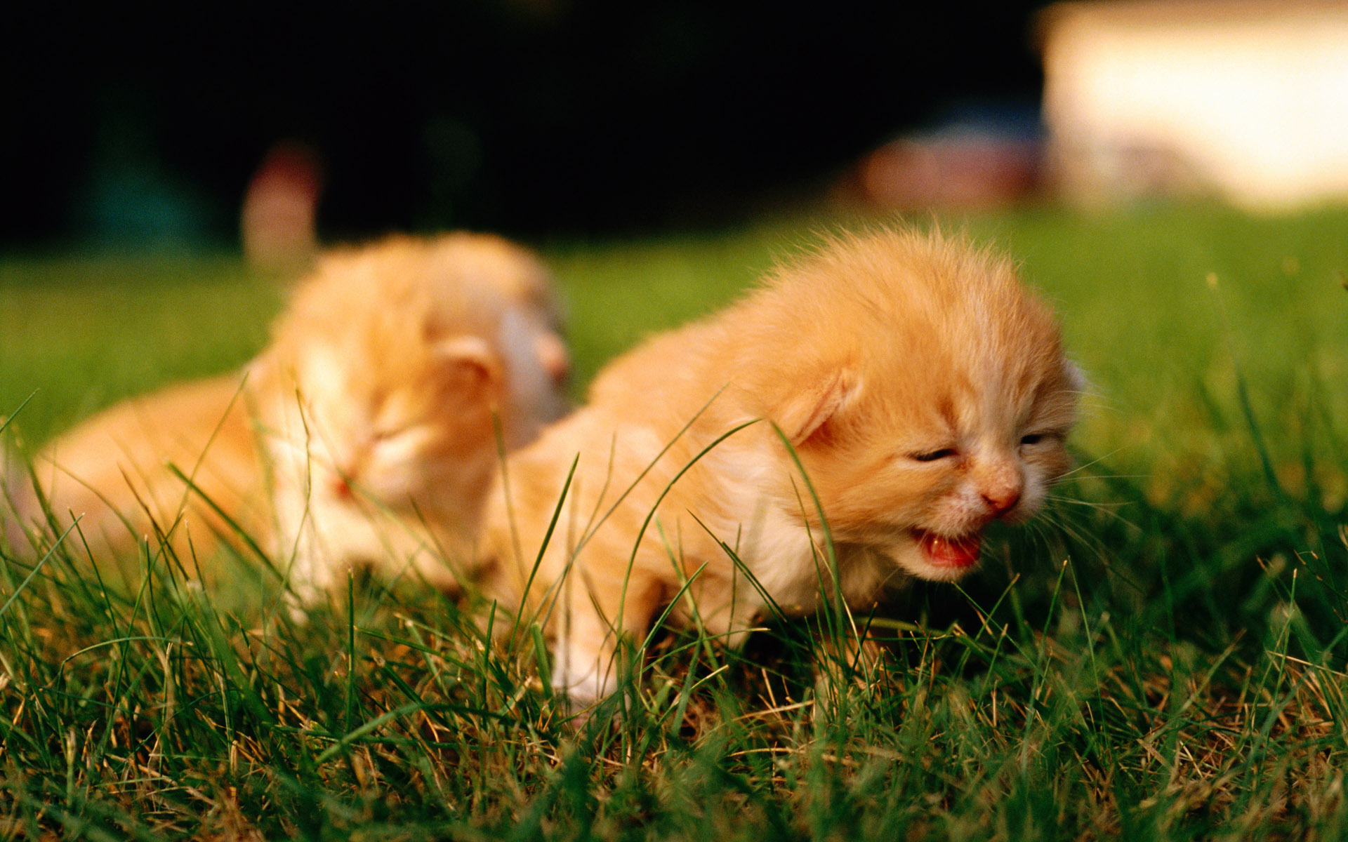 Scottish Fold Kittens, Domestic Cat, Ginger Kitten, - Hd Wallpaper 1080p Natural - HD Wallpaper 