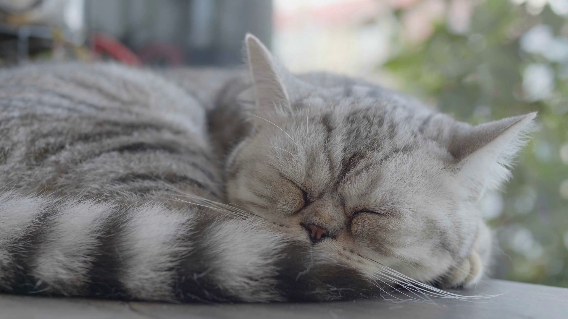 British Shorthair - HD Wallpaper 