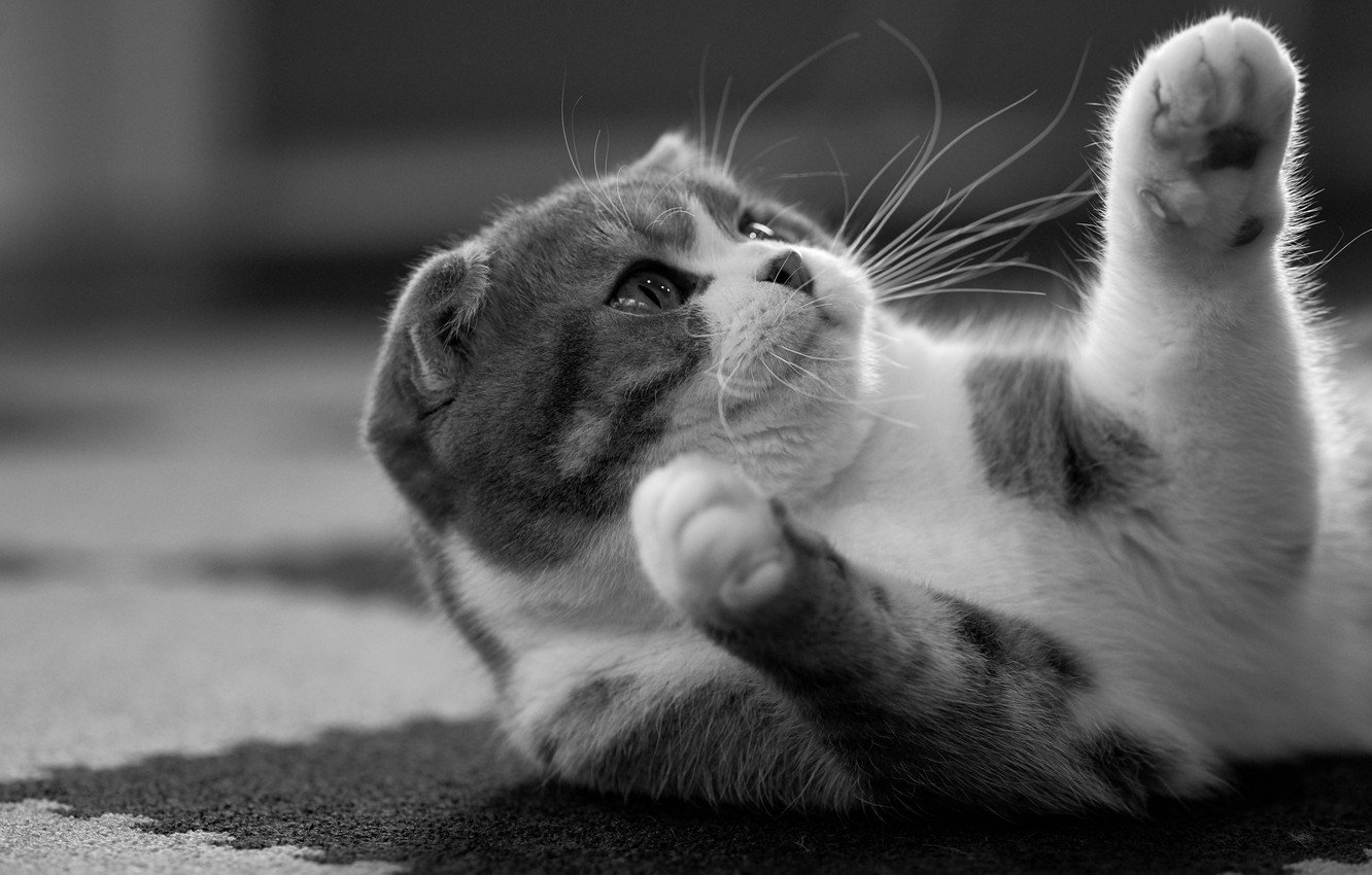 Photo Wallpaper Cat, Cat, Legs, Black And White, Monochrome, - Шотландский Вислоухий Рабочий Стол Кот - HD Wallpaper 