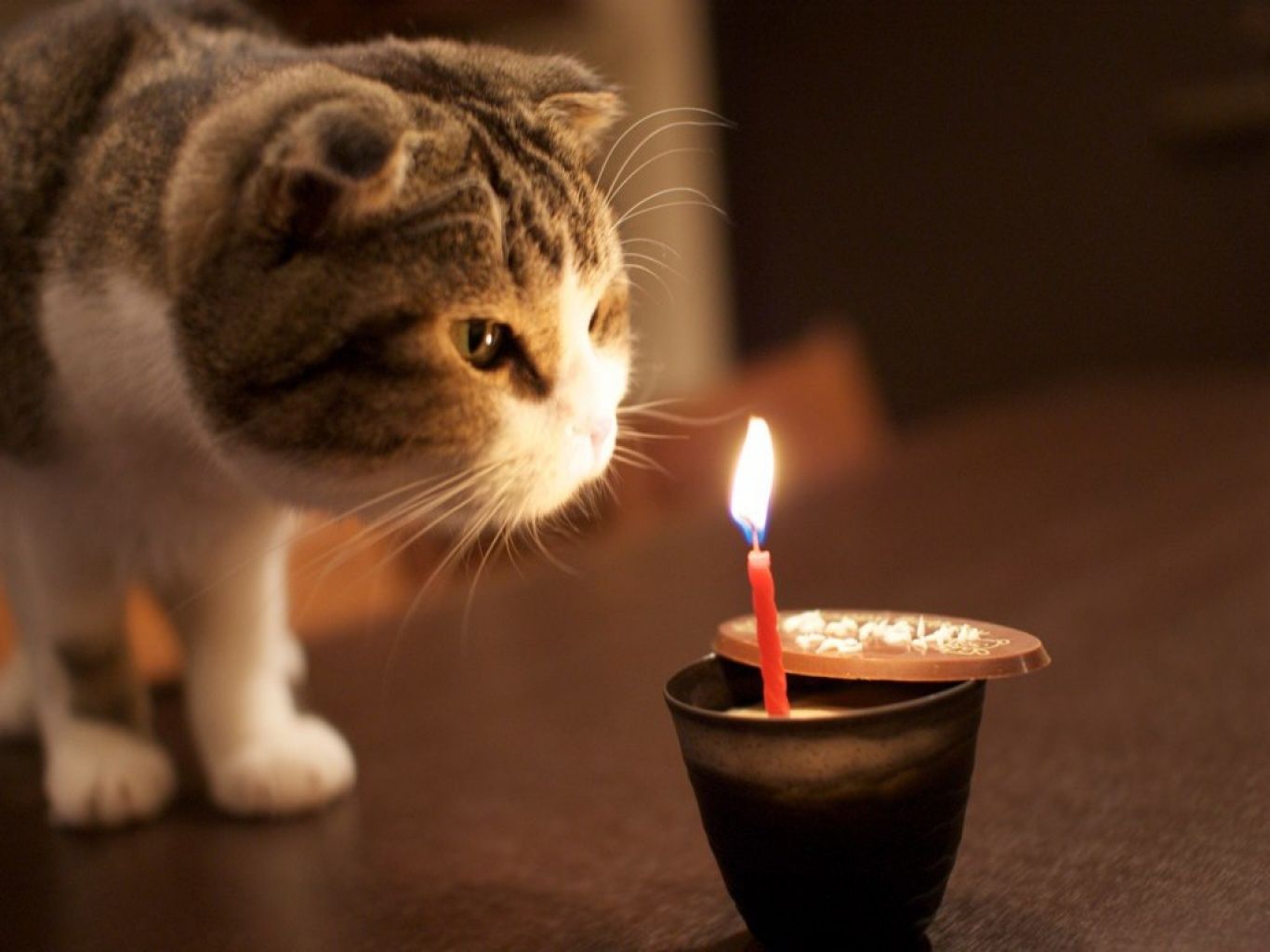 Happy Birthday Cat Gif Meme - HD Wallpaper 