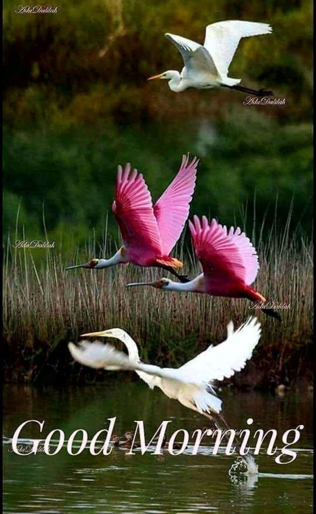 Good Morning Images Birds - HD Wallpaper 