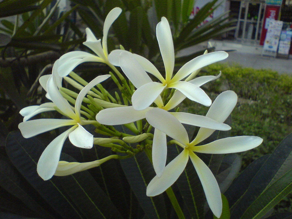 Temple Tree Flower Name - HD Wallpaper 