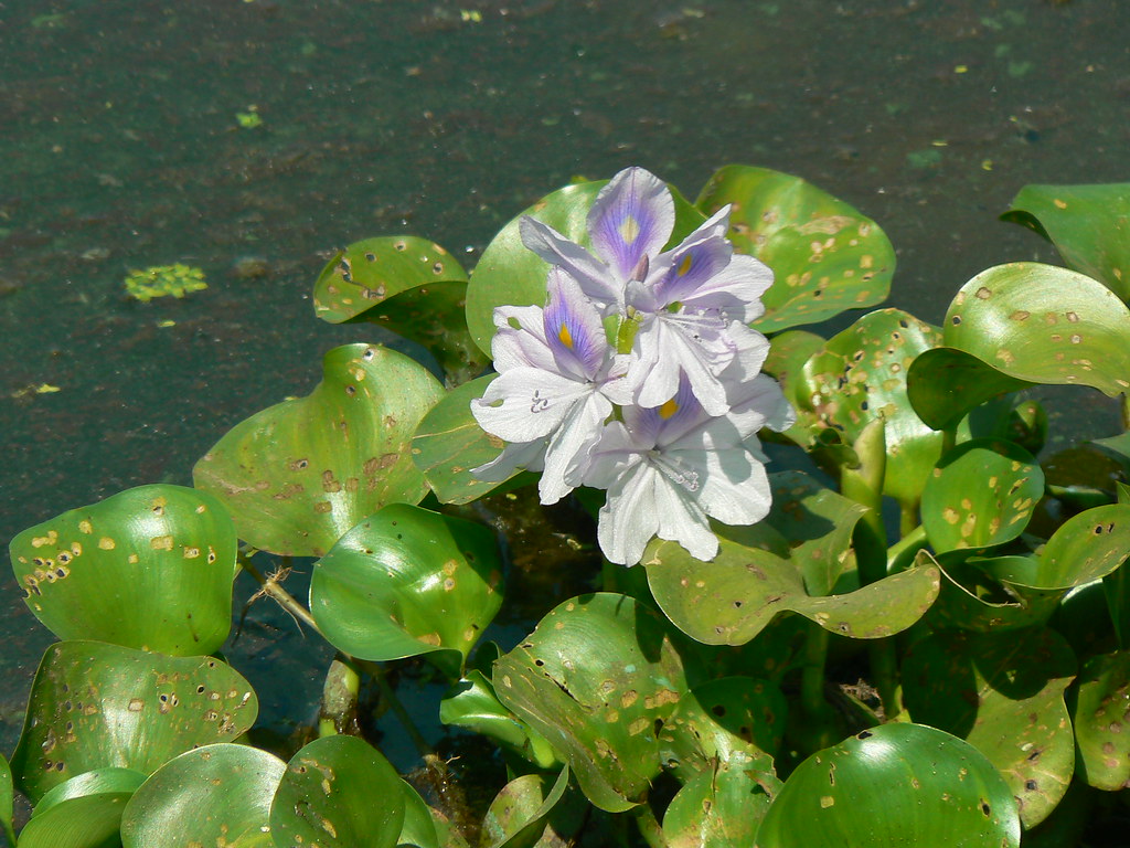 Water Hyacinth - HD Wallpaper 