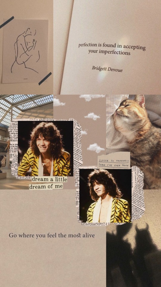 Image - Domestic Short-haired Cat - HD Wallpaper 