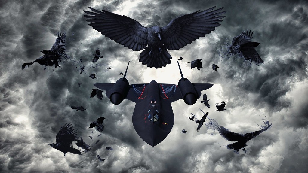 Eurasian Magpie - HD Wallpaper 