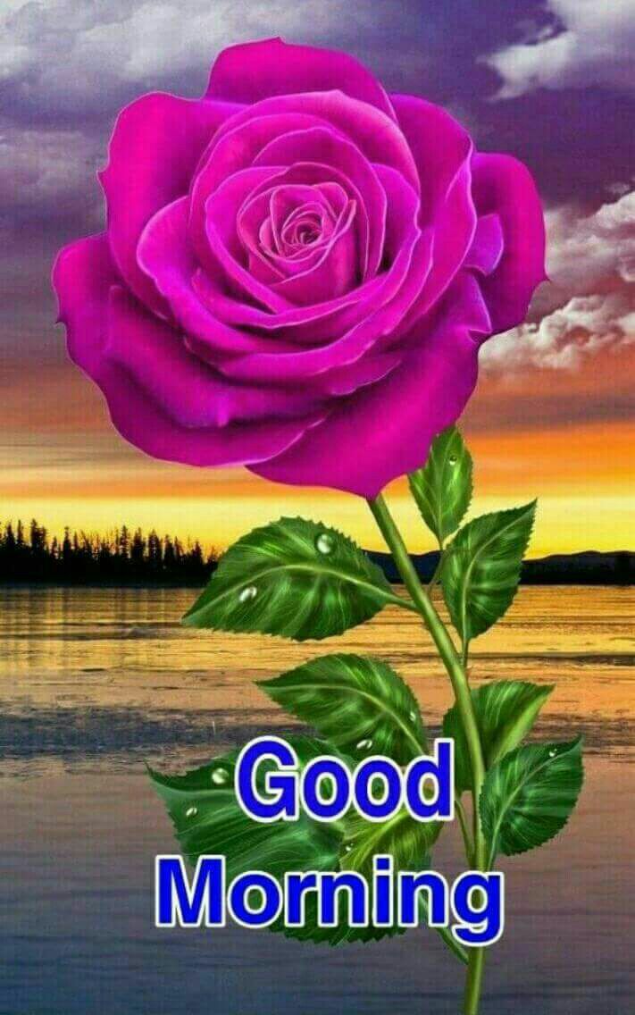 Garden Roses - HD Wallpaper 