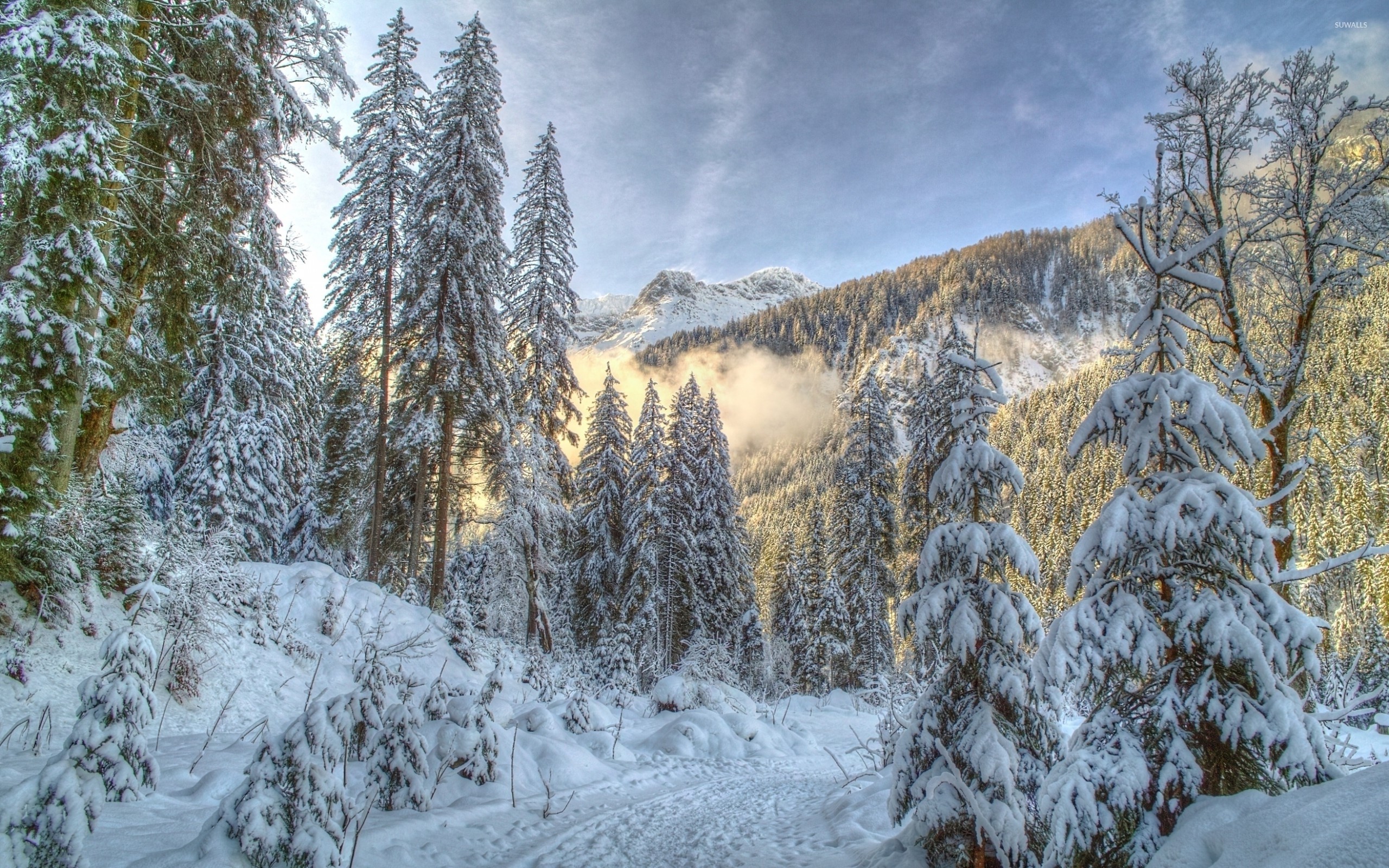 Fog Rising From The Snowy Forest 5 Wallpaper Nature - Snowy Pine Trees Forest - HD Wallpaper 