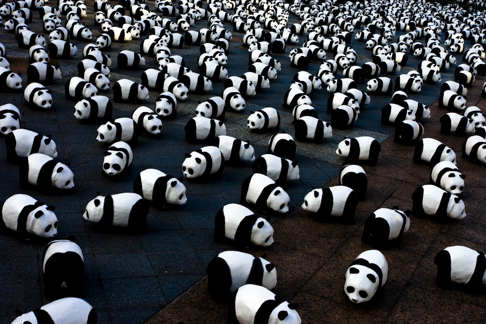 Hoeveel Panda's Zijn Er - HD Wallpaper 