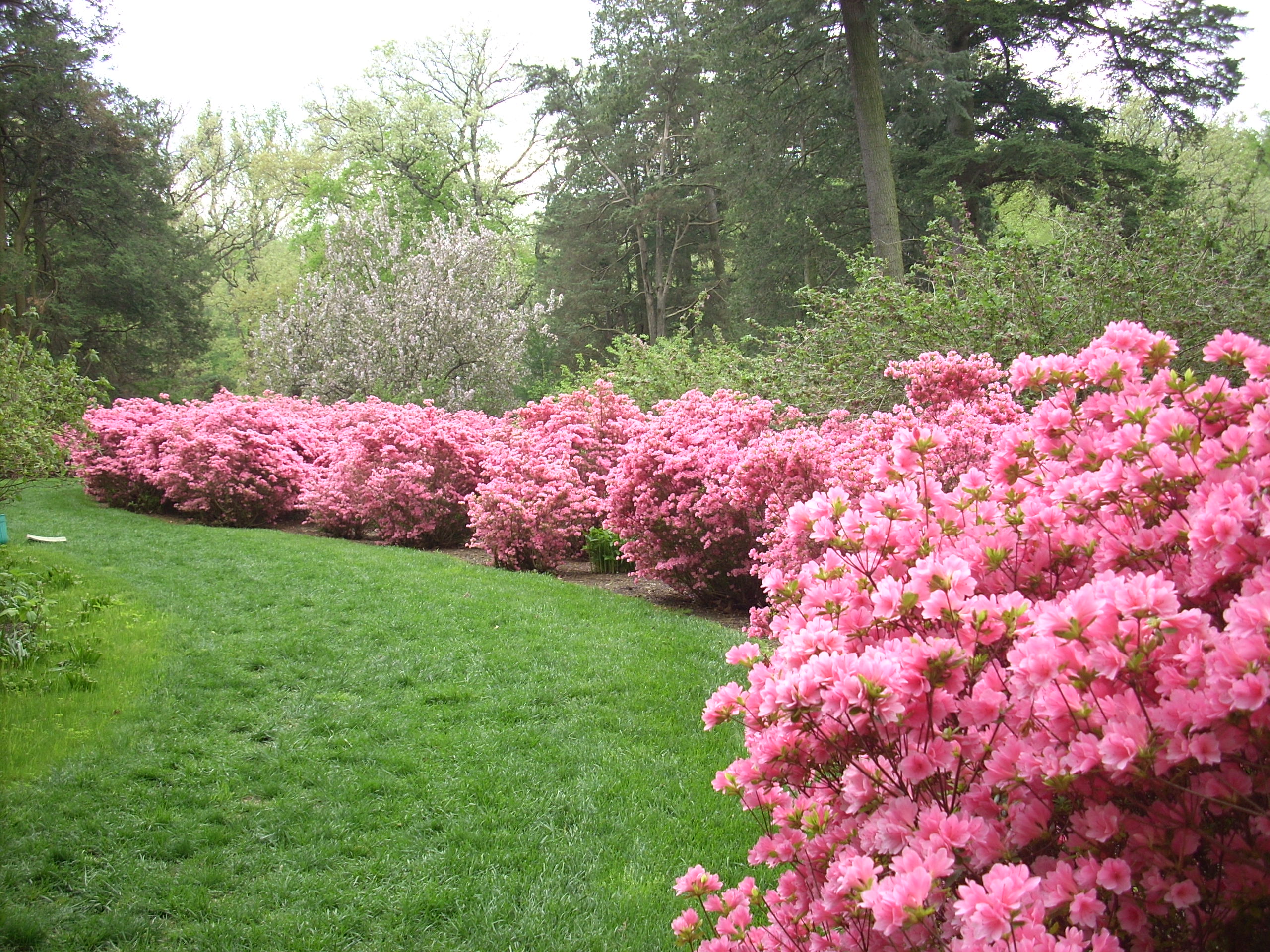 White And Pink Azaleas - HD Wallpaper 