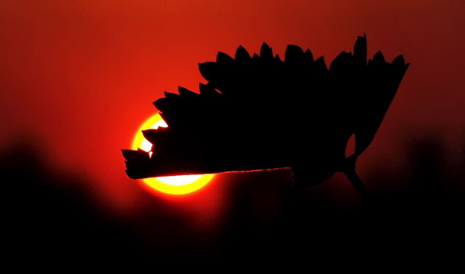 Vineyard, Vines, Wine, Leaves, Leaf, Sunset, Red, Silhouette, - Darkness - HD Wallpaper 