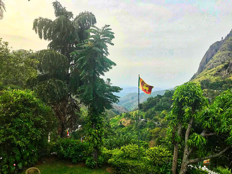 Sri Lanka, Ella, Wellawaya Ella Kumbalwela Hwy, Trees, - Tree - HD Wallpaper 