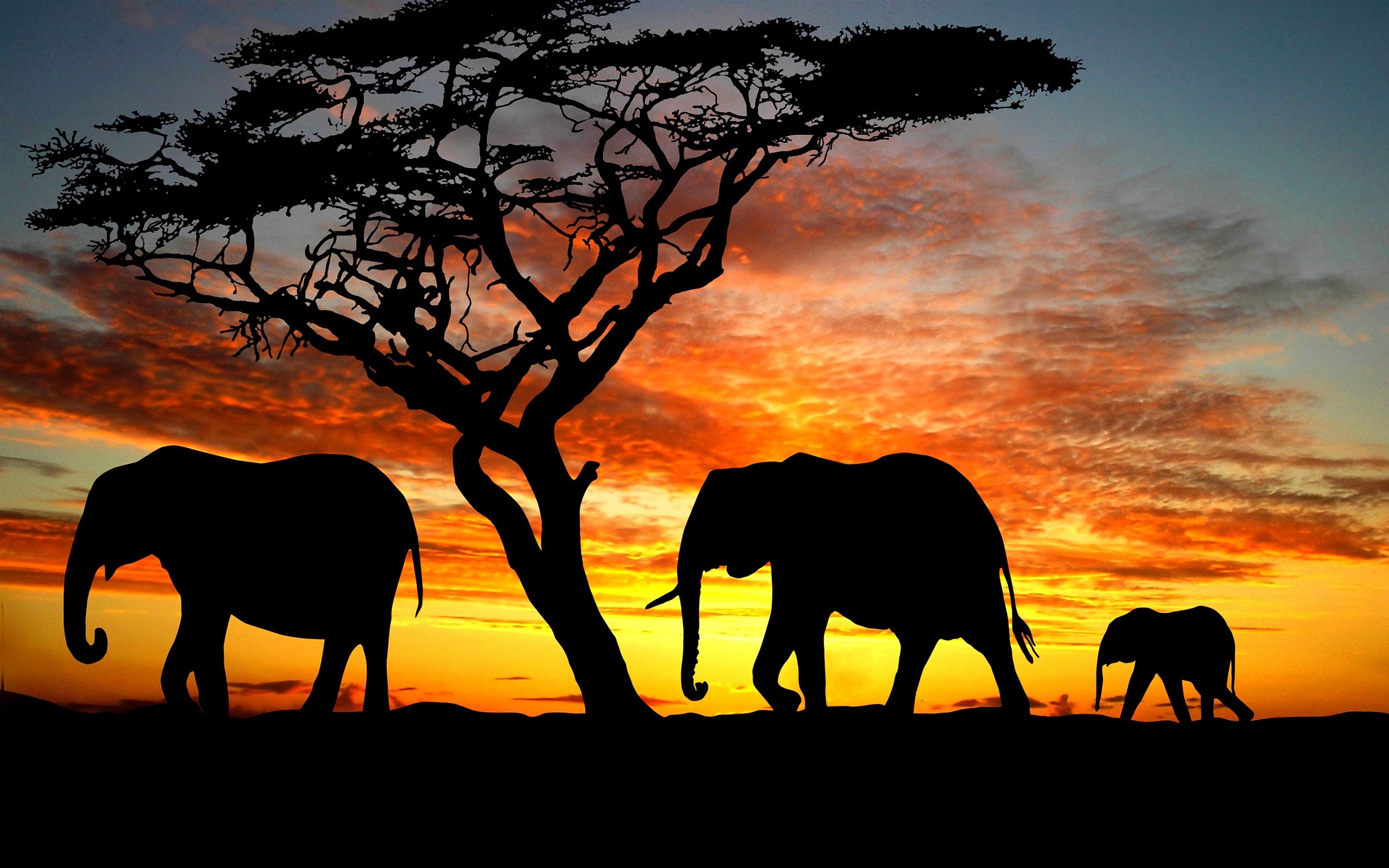 High Resolution Elephant Pictures 
 Data Src Download - African Elephant - HD Wallpaper 