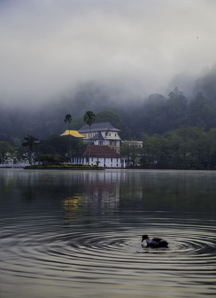 Sri Lanka, Sri Dhalada Maligawa, Temple Of Tooth Relic, - Robarosia In Kandy Lake - HD Wallpaper 