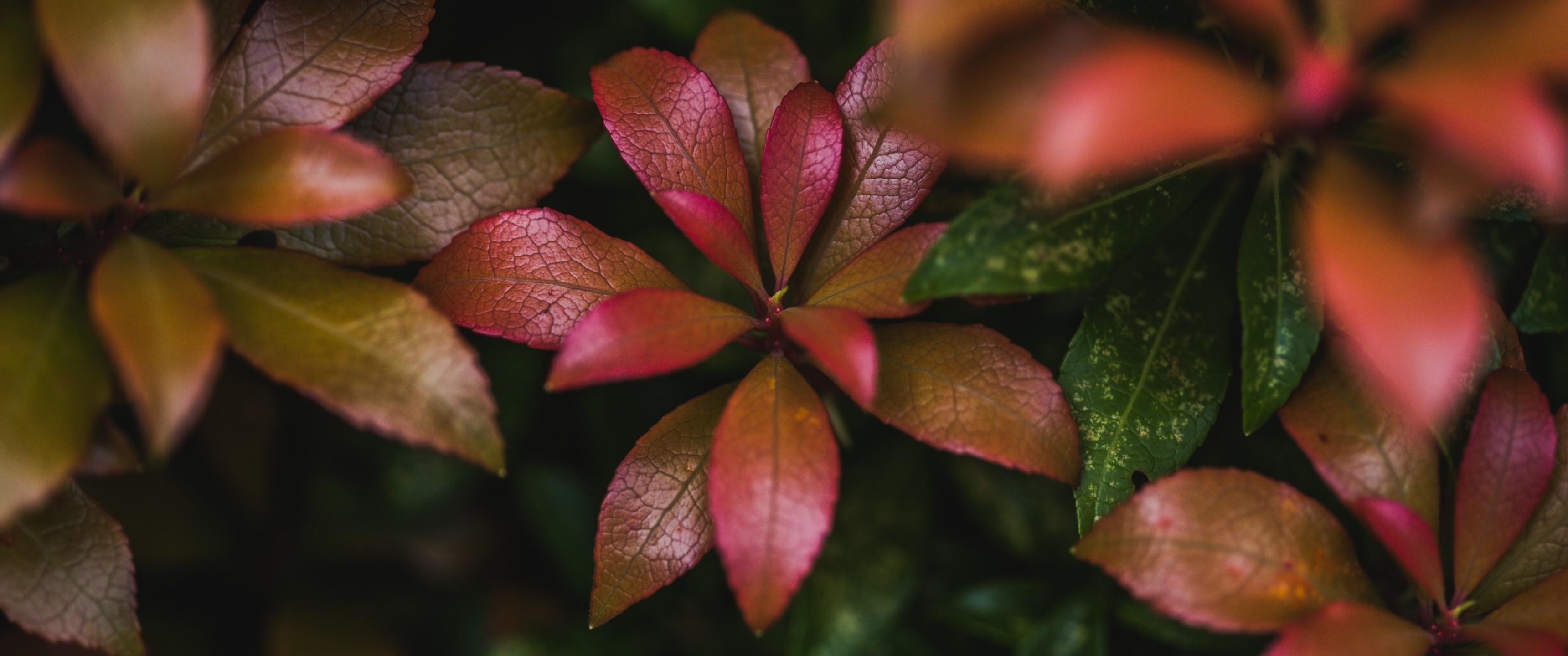 Leaves, Close-up, Lush, Blurry - Rosa Glauca - HD Wallpaper 