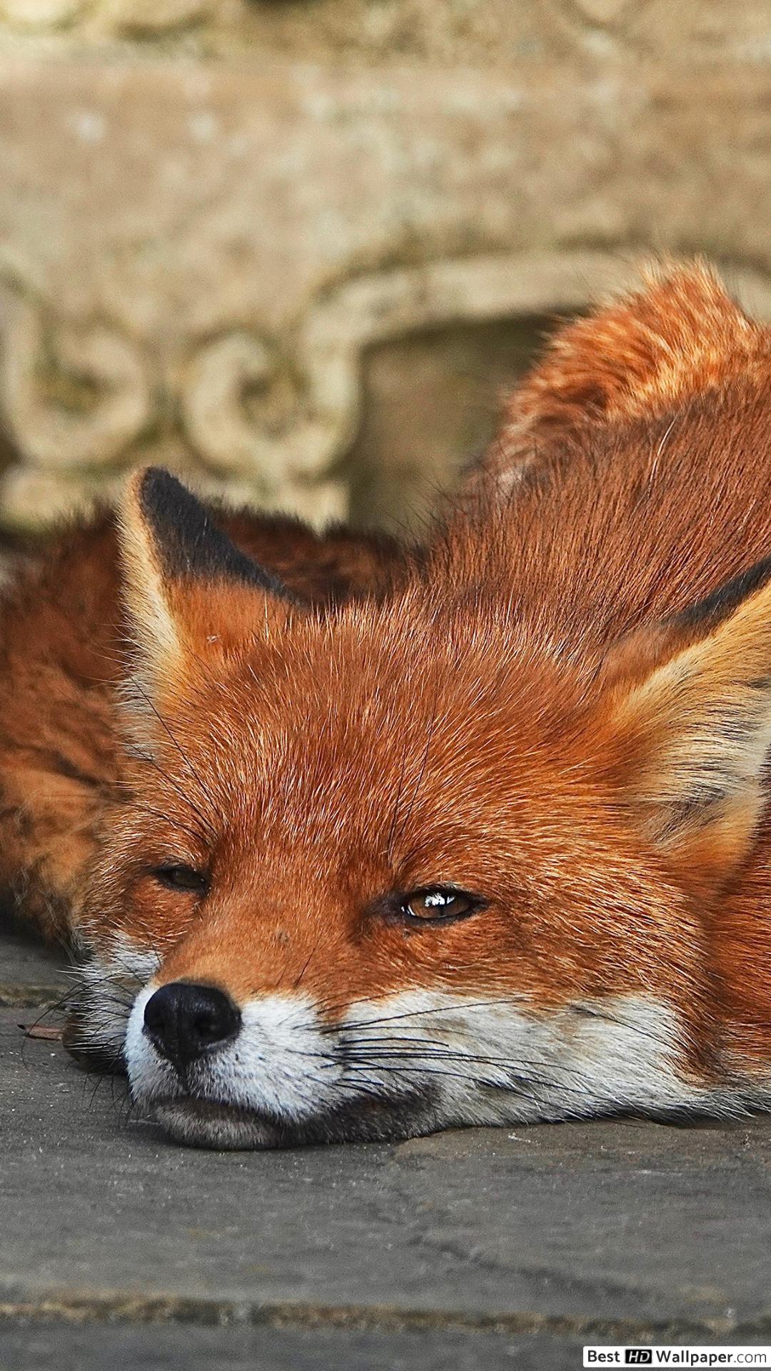 Red Fox - HD Wallpaper 