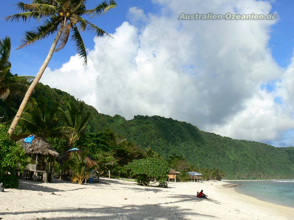 Wallpaper Image - Attalea Speciosa - HD Wallpaper 