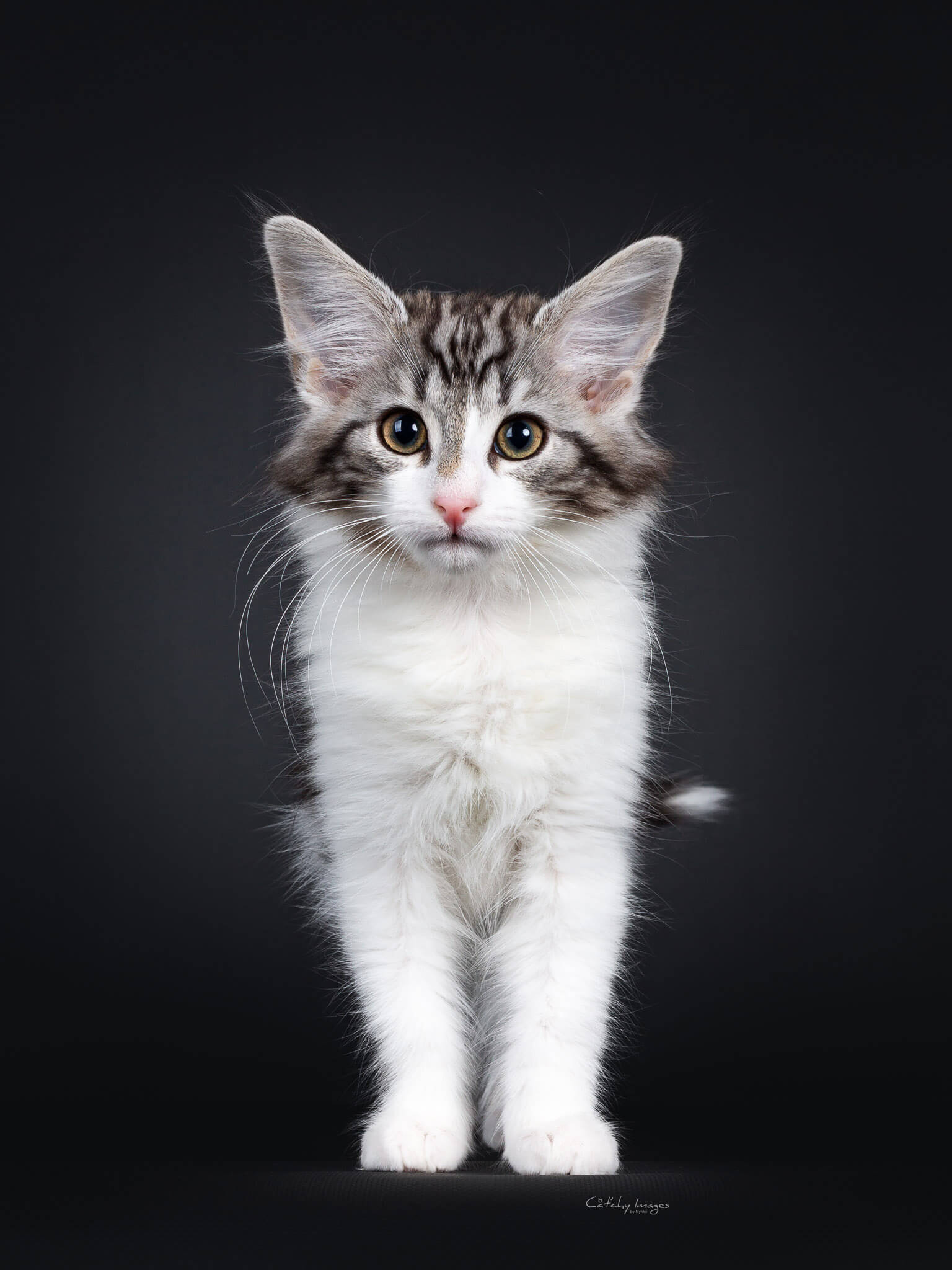 Domestic Short-haired Cat - HD Wallpaper 