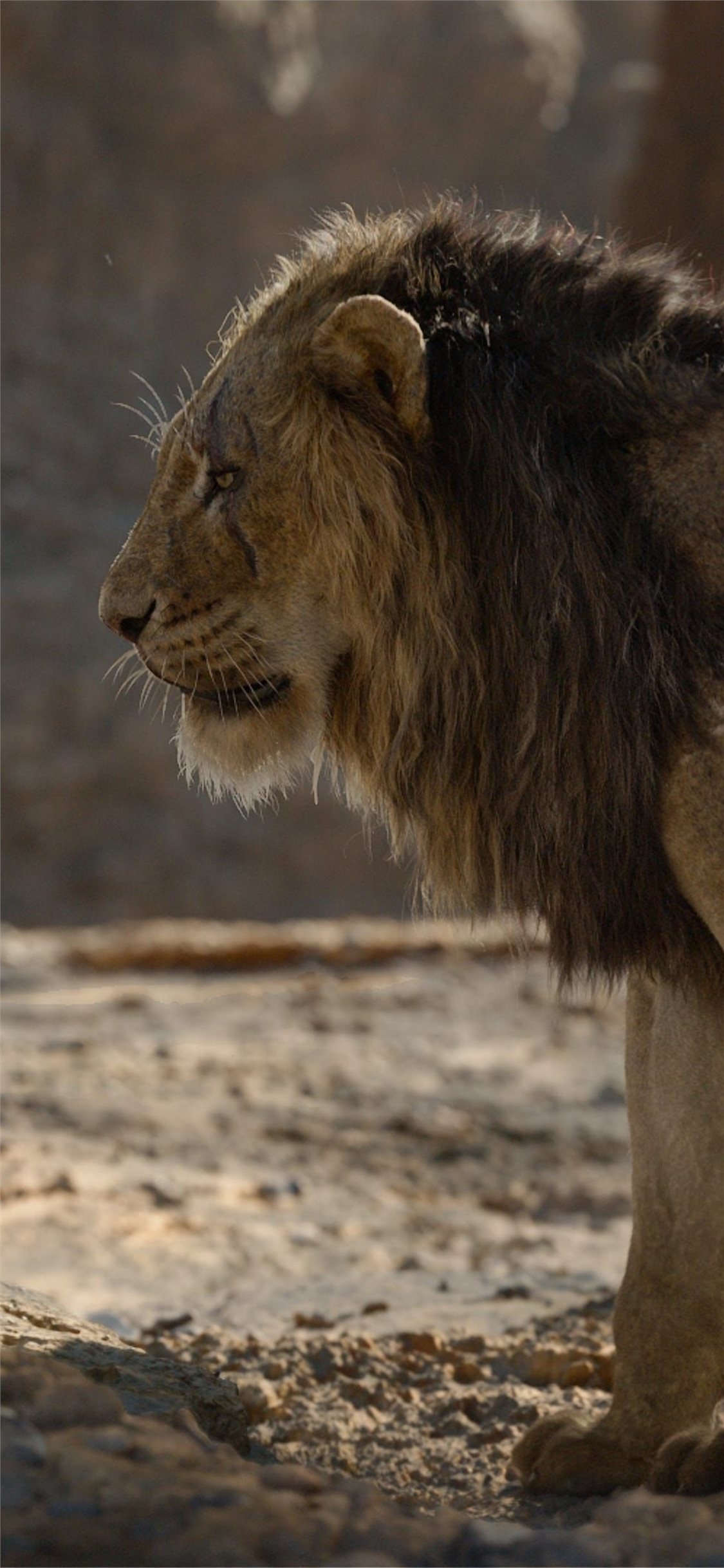 Lion King 2019 Scar - HD Wallpaper 