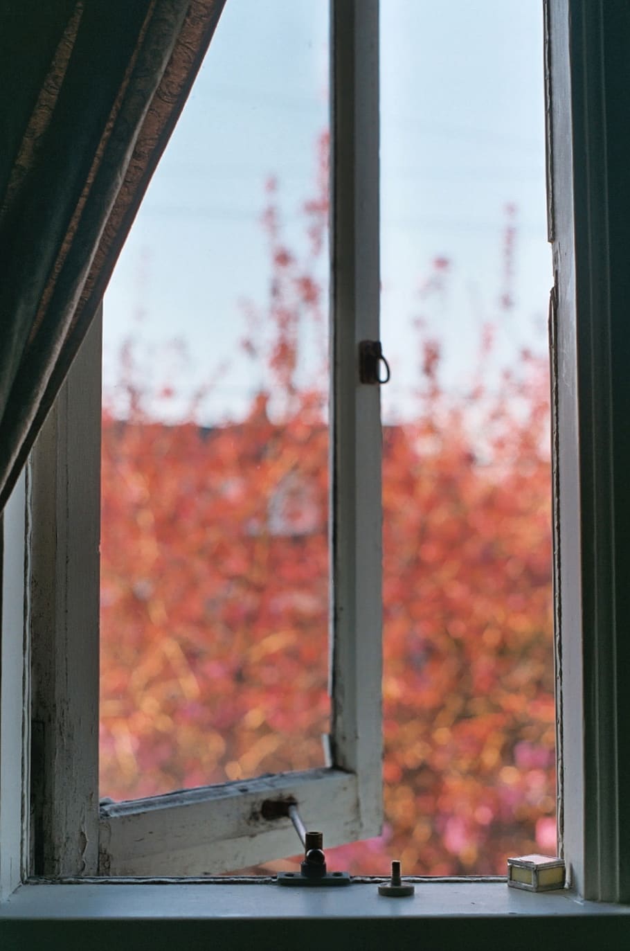 United States, Seattle, Spring, Window, Curtain, Cherry, - Daylighting - HD Wallpaper 