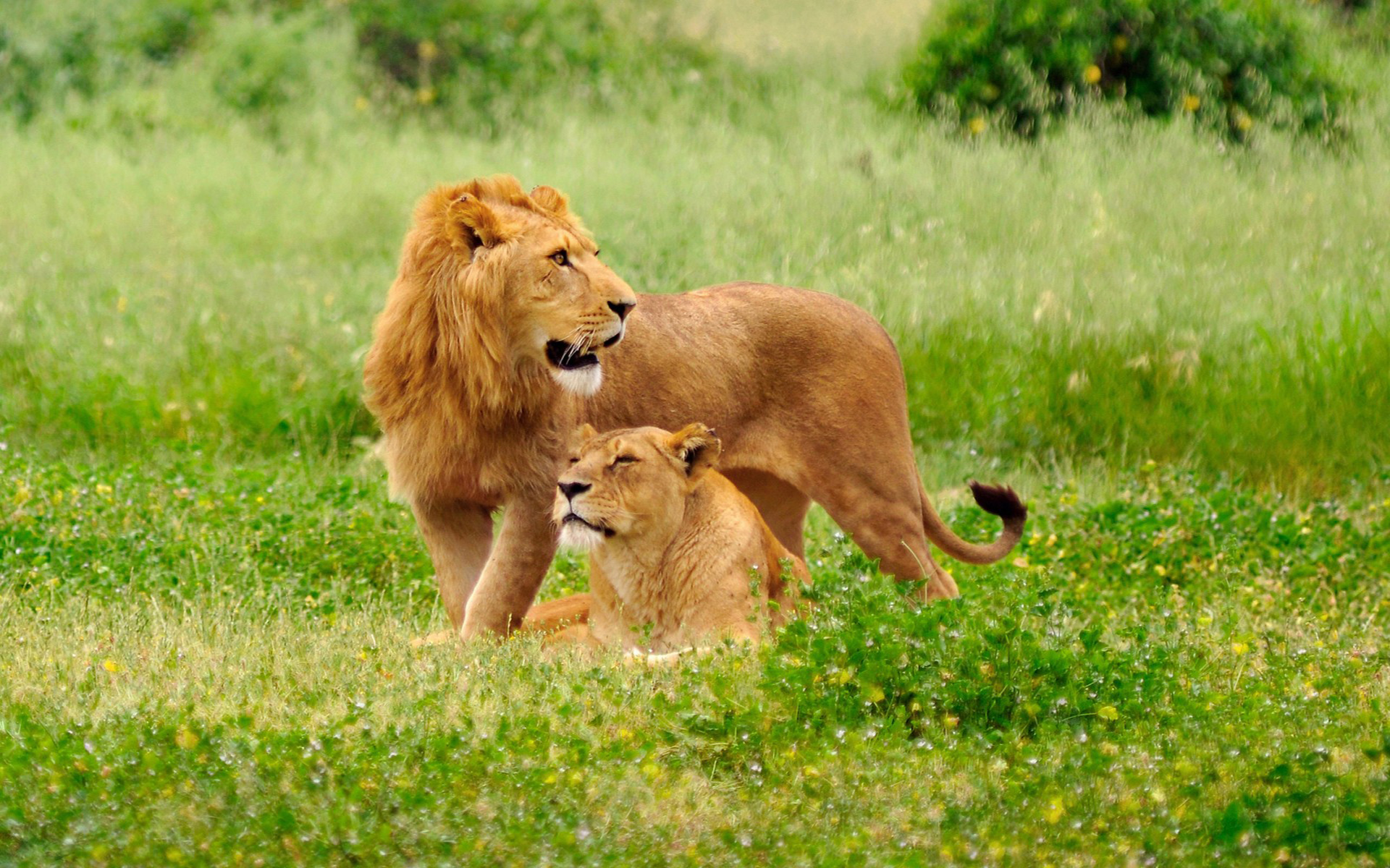 All Animal Photo Hd - 1920x1200 Wallpaper All Animal Photo Hd - 1920x1200 Wallpaper