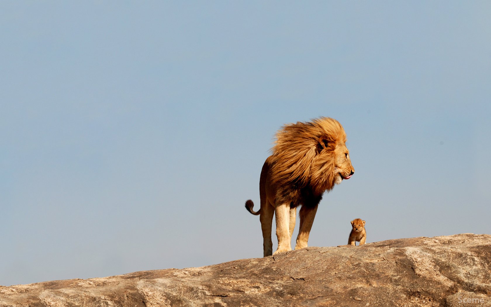 Lion And Cub Desktop - HD Wallpaper 