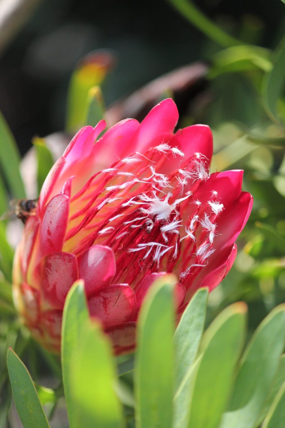 Pink Protea Preview - 非洲 花 - HD Wallpaper 