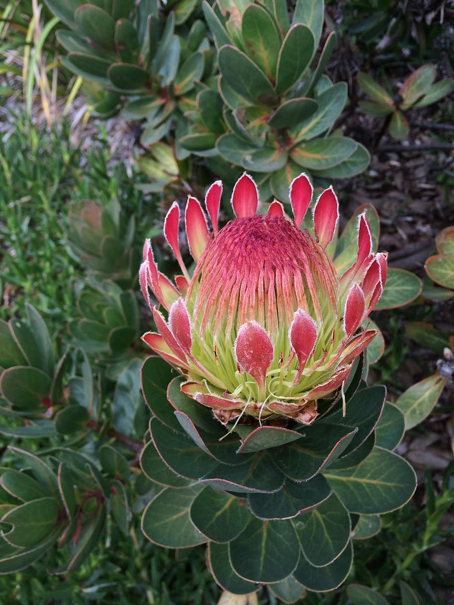 Protea, Flower, Garden, Botanical, Floral, Blooming, - Protea Blomst - HD Wallpaper 