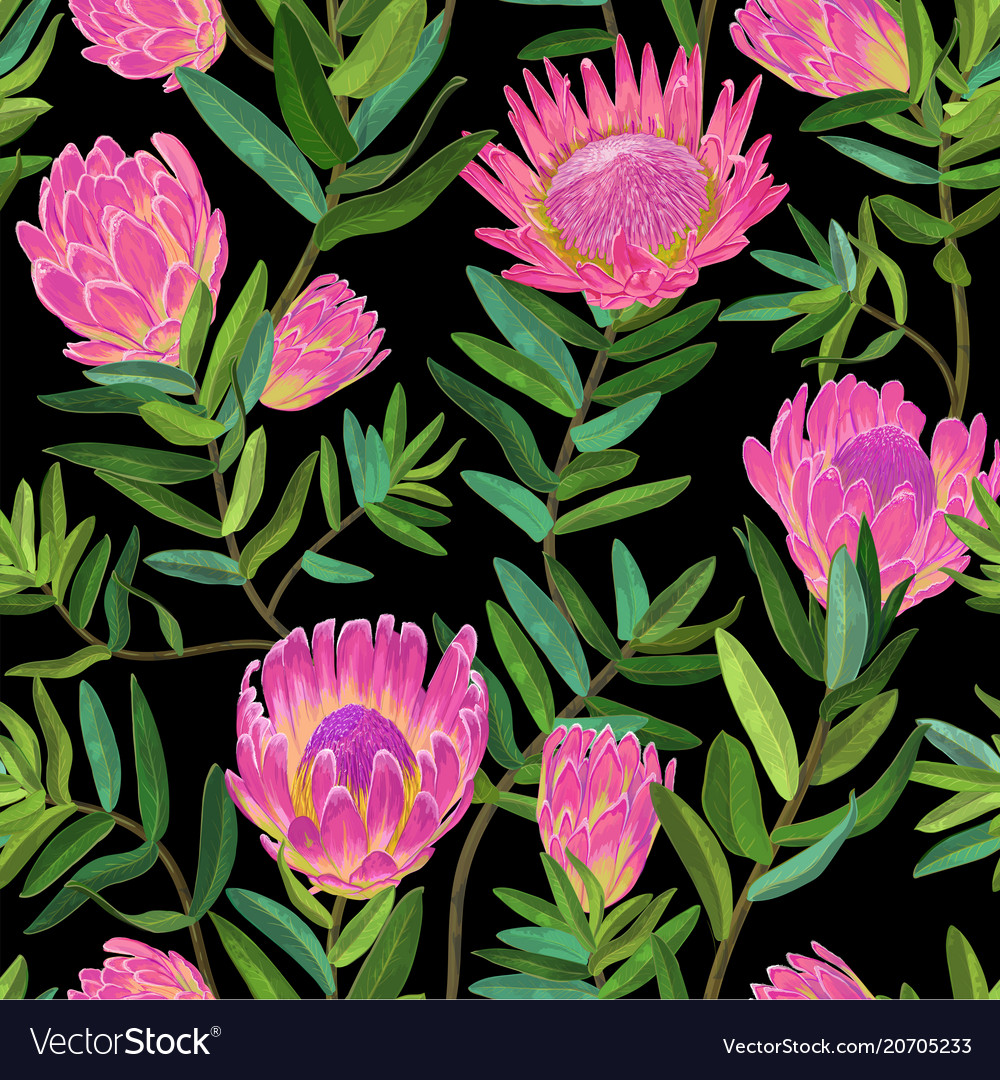 Protea Flowers - HD Wallpaper 