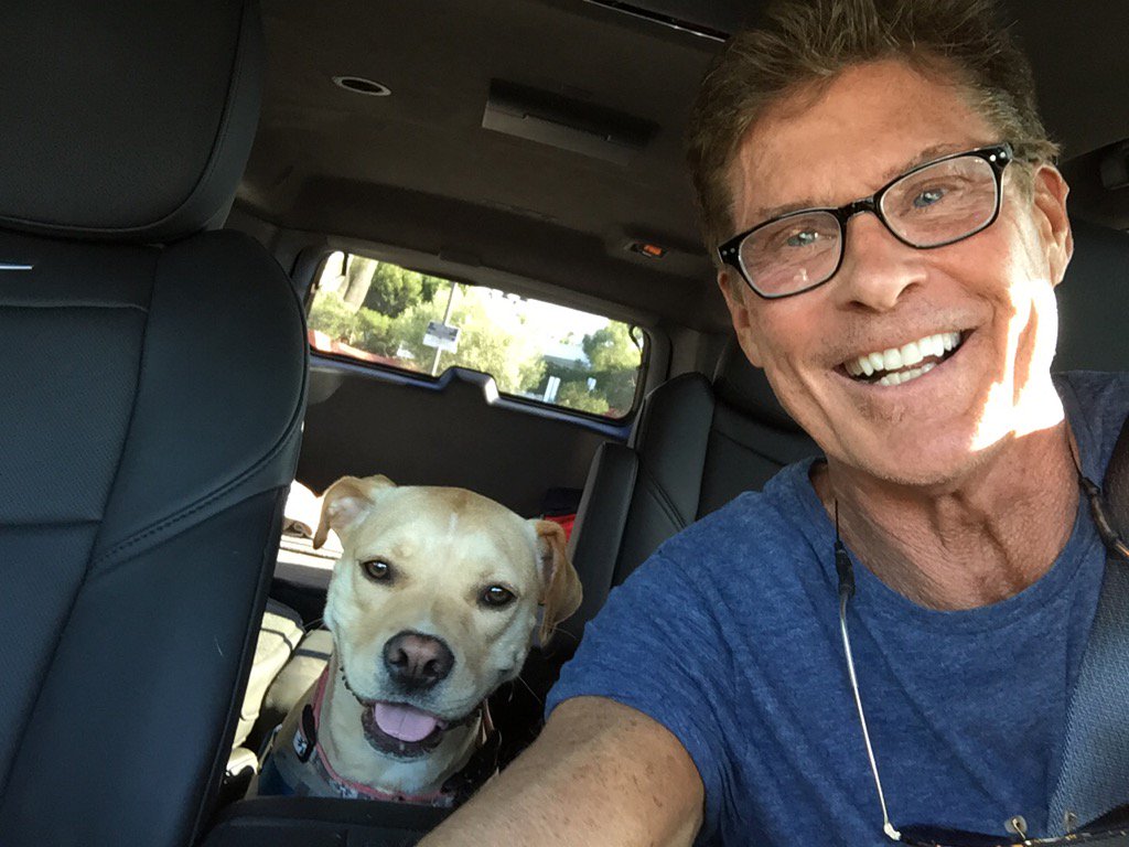 Companion Dog - HD Wallpaper 