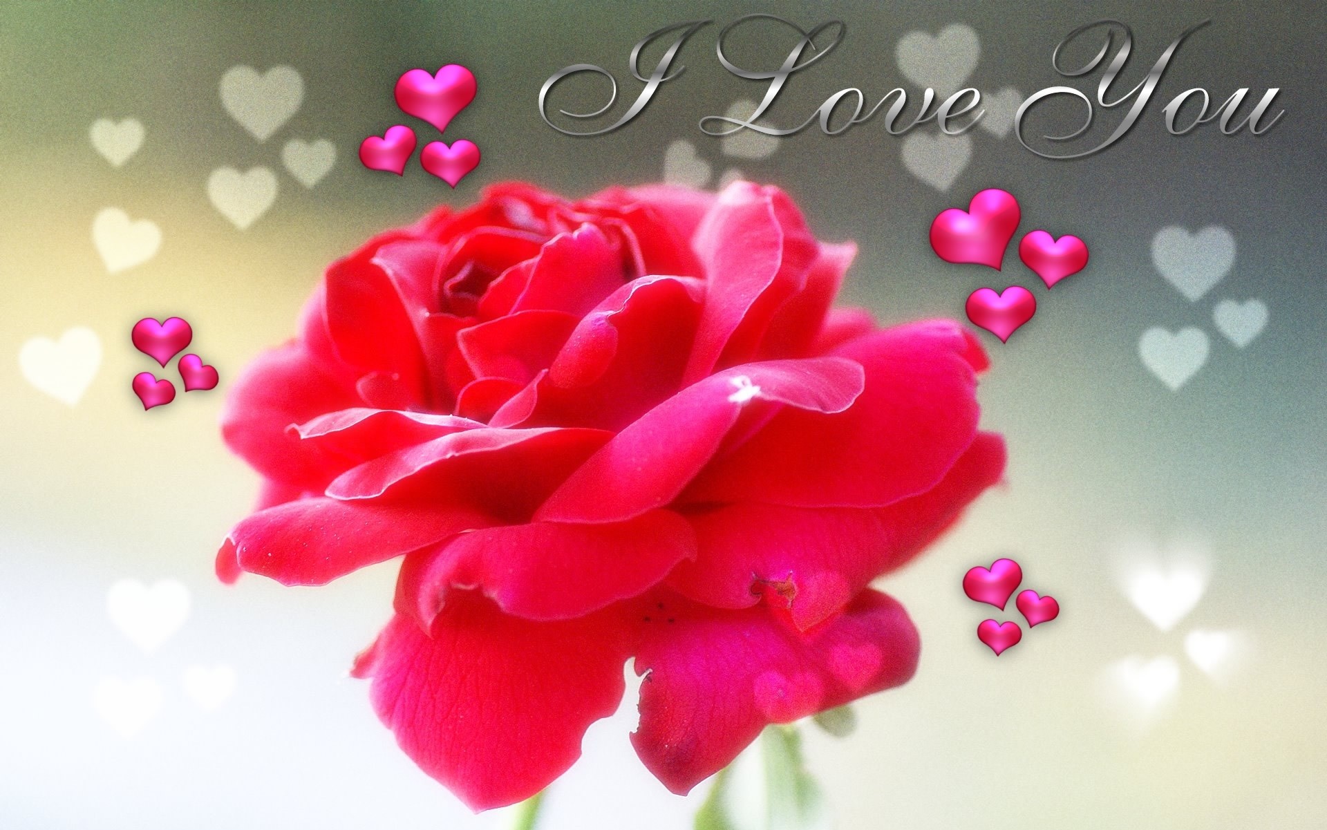 I Love You Rose Wallpaper Hoontoidly Rose Love Images - Ros I Love You - HD Wallpaper 