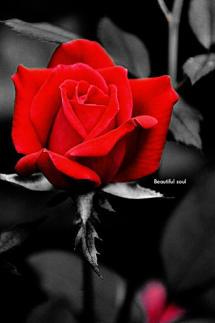 Hoa Hồng Tím Đẹp Nhất - HD Wallpaper 