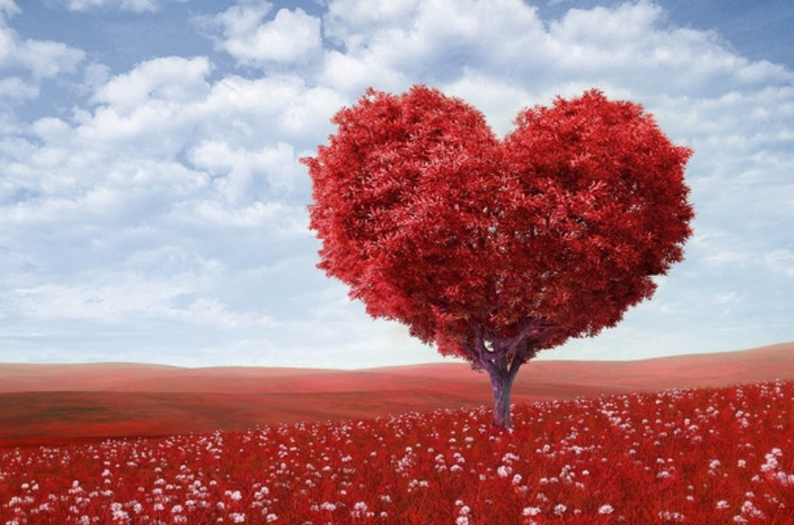 Heart Tree - HD Wallpaper 