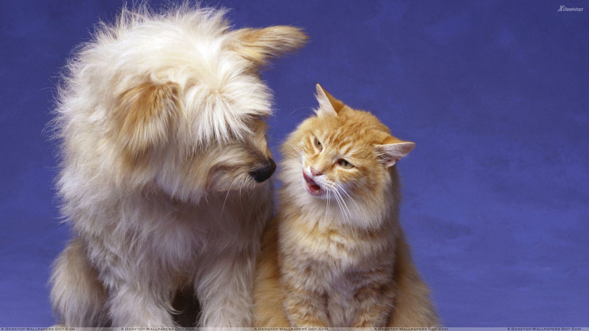 Spca Aylmer - HD Wallpaper 