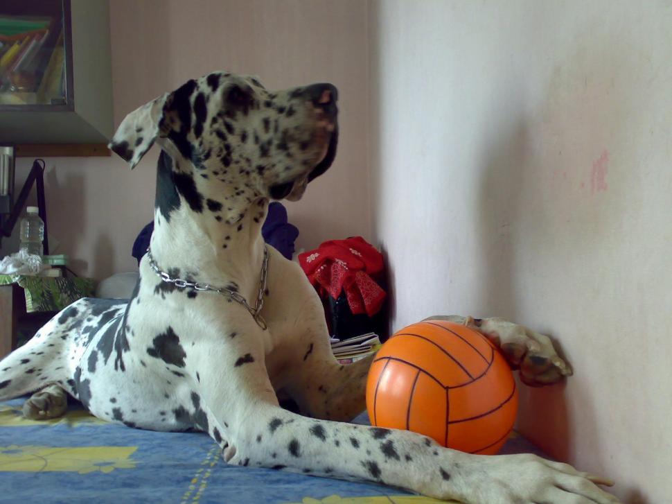 Harlequin Great Dane Wallpaper,friends Hd Wallpaper,danes - Great Dane - HD Wallpaper 