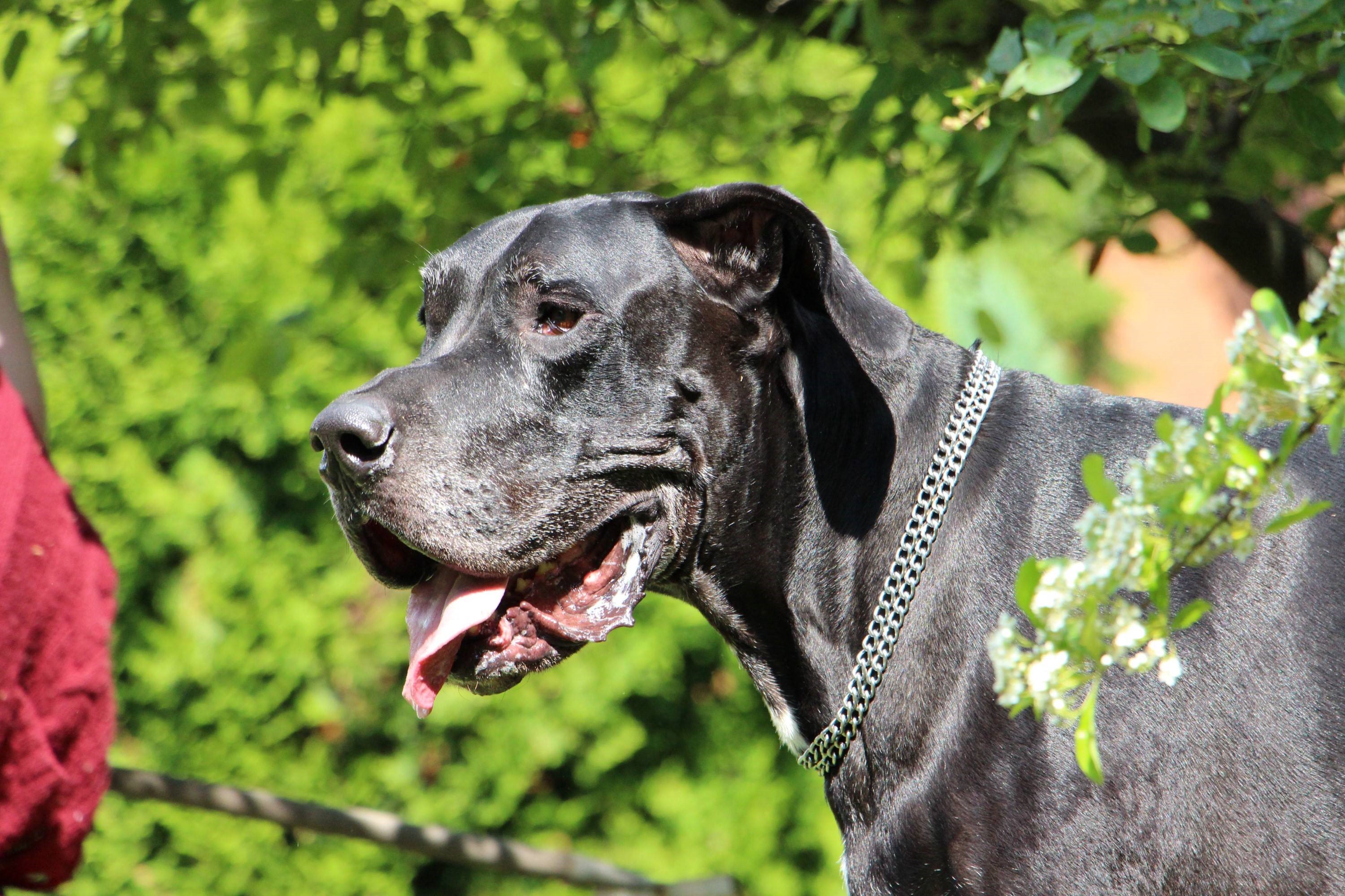 Great Dane Wallpaper - HD Wallpaper 