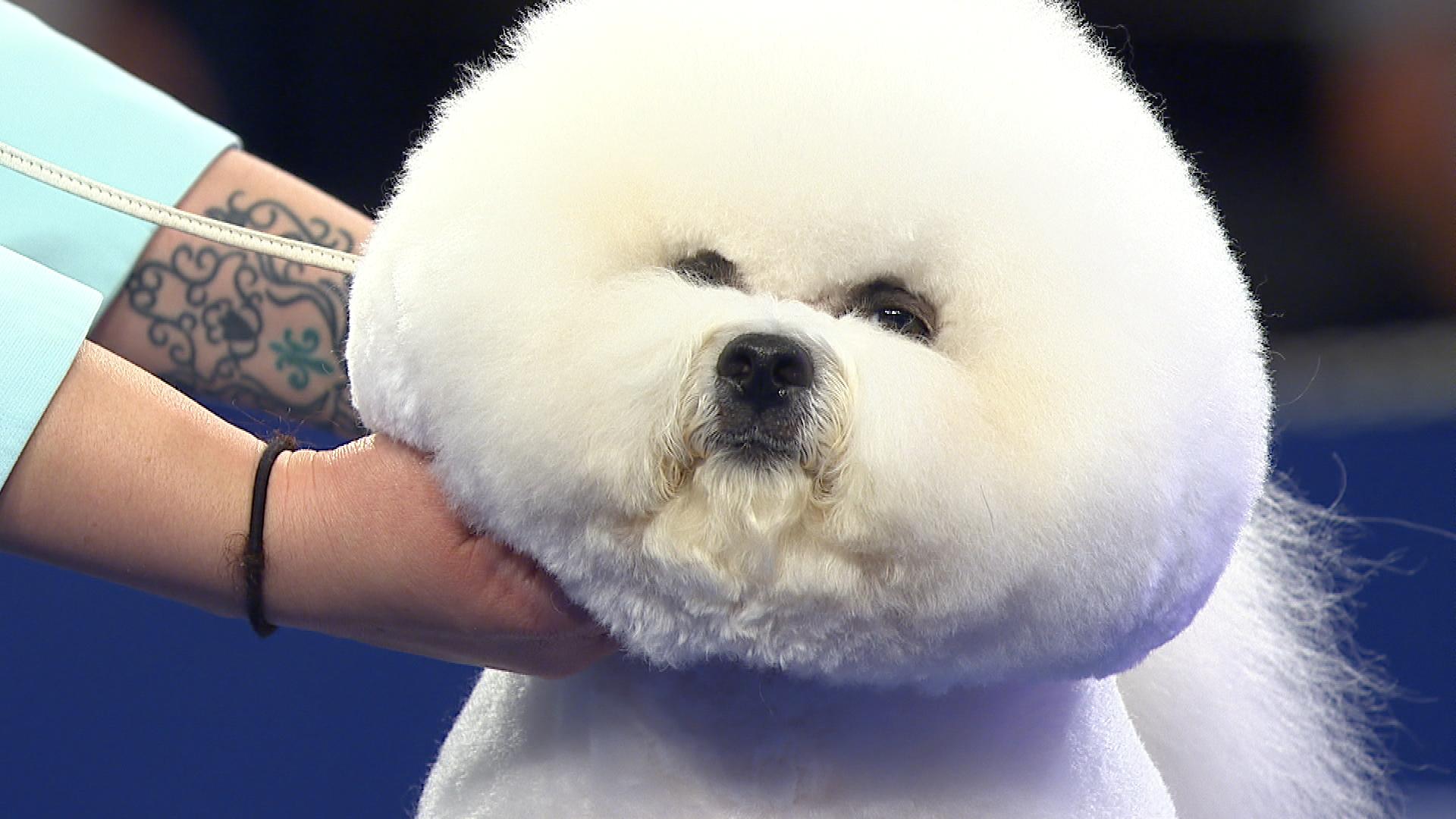 National Dog Show Bichon Frise - HD Wallpaper 