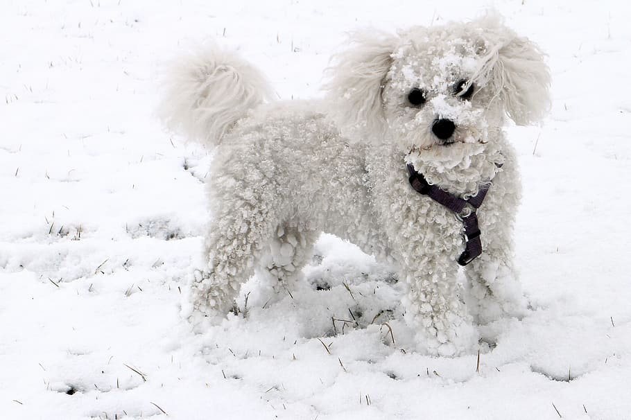 Adult White Bolognese On Snow Area, Animal, Dog, Winter, - Top 10 Cutest Dog Of The World - HD Wallpaper 